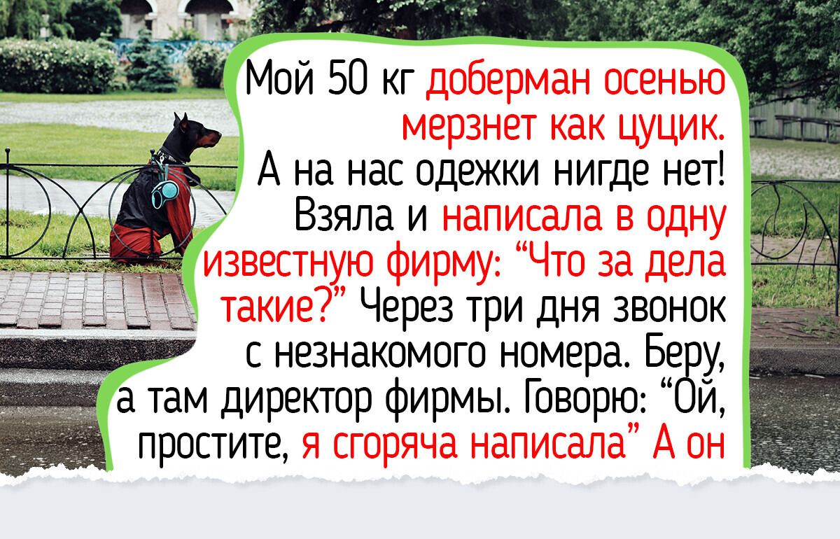 Нужен ли хаски свитер осенью: почему им хватает шерсти